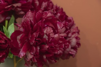 Beautiful red, burgundy peony Henry Bockstoce flower. Closeup. Blurred background, selective focus