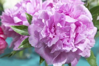 Beautiful pink peony Susie Q flower. Closeup. Blurred background, selective focus