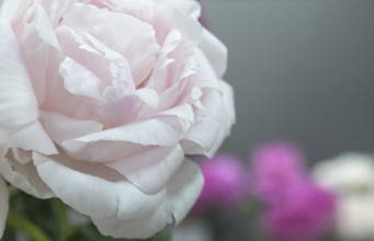 Beautiful pink peony Doris Cooper flower. Closeup. Blurred background, selective focus