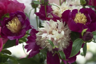 Beautiful white, burgundy peony White Cap flower. Closeup. Blurred background, selective focus