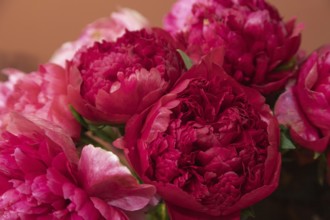 Beautiful red, burgundy peony Command Performance flower. Closeup. Blurred background, selective