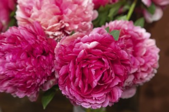 Beautiful pink purple peony Mary Jo Legare flower. Closeup. Blurred background, selective focus