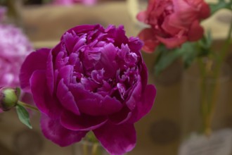 Beautiful pink purple peony Henry St Clair flower. Closeup. Blurred background, selective focus