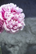 Beautiful pink peony Hi-Mabel flower. Closeup. Blurred background, selective focus