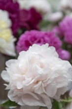 Beautiful pink purple peony My Love flower. Closeup. Blurred background, selective focus