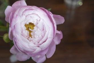 Beautiful pink purple peony Flying Pink Saucer flower. Closeup. Blurred background, selective focus