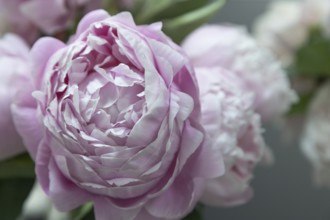 Beautiful pink peony Mrs. Franklin D. Roosevelt flower. Closeup. Blurred background, selective