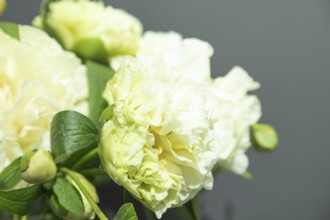 Beautiful yellow peony Sunny Girl flower. Closeup. Blurred background, selective focus