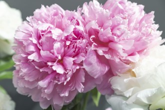 Beautiful pink peony Walter Faxon flower. Closeup. Blurred background, selective focus