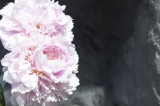 Beautiful pink peony Reine Supreme flower. Closeup. Blurred background, selective focus
