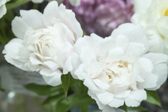 Beautiful white peony Crystal down flower. Closeup. Blurred background, selective focus