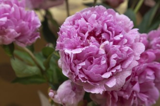 Beautiful pink purple peony The Fawn flower. Closeup. Blurred background, selective focus