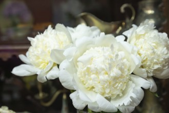 Beautiful white peony Bridal Shower flower. Closeup. Blurred background, selective focus