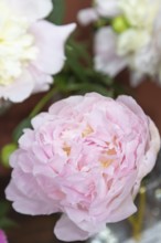Beautiful pink peony Albert Crousse flower. Closeup. Blurred background, selective focus