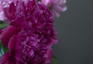 Beautiful red, burgundy peony Shawnee Chief flower. Closeup. Blurred background, selective focus