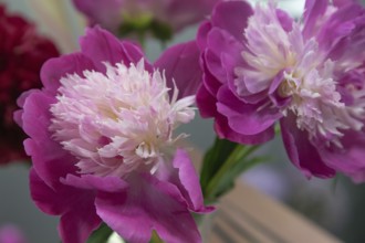 Beautiful pink peony Gay Paree flower. Closeup. Blurred background, selective focus