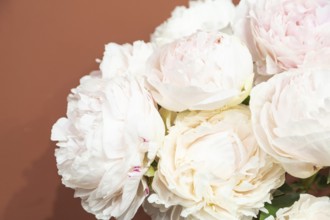 Beautiful pink peony Solange flower. Closeup. Blurred background, selective focus