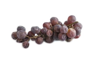 Bunches of rotten and Dry Red wine grapes isolated on white background, harvest, decay. Side view,