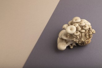 Raw Oyster mushroom, Pleurotus ostreatus on beige and gray pastel paper background. Side view, copy