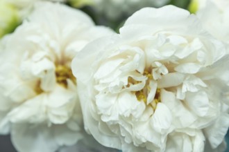 Beautiful white peony Greenland flower. Closeup. Blurred background, selective focus