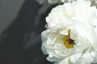 Beautiful white peony Minnie Shaylor flower. Closeup. Blurred background, selective focus