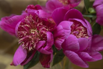 Beautiful pink purple peony Leslie Peck flower. Closeup. Blurred background, selective focus