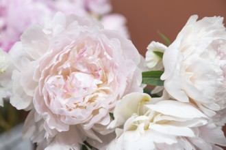 Beautiful pink peony Mademoiselle Leonie Calo flower. Closeup. Blurred background, selective focus