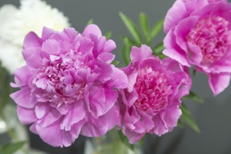 Beautiful pink peony Irina Astafeva flower. Closeup. Blurred background, selective focus