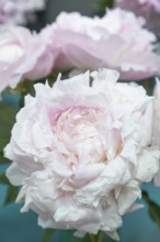 Beautiful pink peony Myrtle Gentry flower. Closeup. Blurred background, selective focus