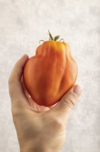 Red Heart Shape tomato with hand on gray concrete background. Top view, flat lay, close up. healthy