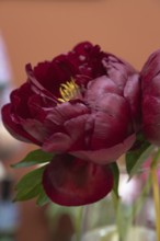 Beautiful red, burgundy peony Dandy Dan flower. Closeup. Blurred background, selective focus