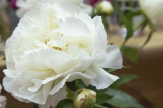 Beautiful white peony Kelways Glorious flower. Closeup. Blurred background, selective focus