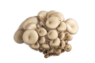 Raw Oyster mushroom, Pleurotus ostreatus isolated on white background. Top view, flat lay, close