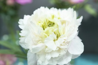 Beautiful white green peony Grune Knospe flower. Closeup. Blurred background, selective focus