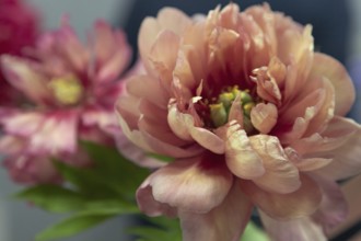Beautiful pink peony Hillary flower. Closeup. Blurred background, selective focus