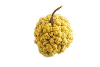 Decorative orange Pumpkin with tumors isolated on white background, side view, close up, minimalism