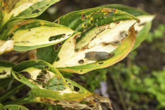 Hosta leaves damaged by Slugs, plant diseases, plant pathology
