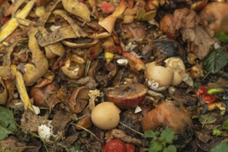 Compost pile made of organic food, leaves, vegetable and fruit Waste mix, Zero waste and Eco