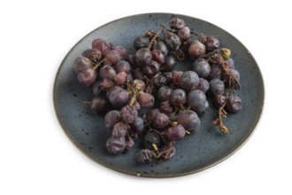 Bunches of rotten and Dry Red wine grapes on blue plate isolated on white background, harvest,