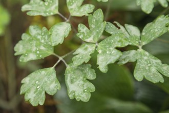 Columbine leaves covered with Powdery mildew, plant diseases, plant pathology