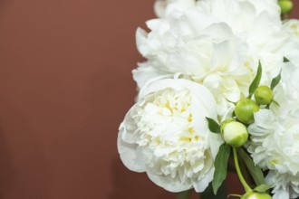 Beautiful white peony Duchesse de Nemours flower. Closeup. Blurred background, selective focus
