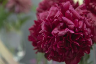 Beautiful red, burgundy peony Eliza Lundy flower. Closeup. Blurred background, selective focus