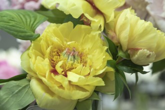 Beautiful yellow peony Garden Treasure flower. Closeup. Blurred background, selective focus