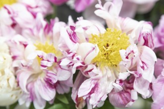 Beautiful pink peony Circus Circus flower. Closeup. Blurred background, selective focus