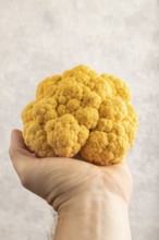Yellow Cauliflower with hand on gray concrete background. Side view, close up. healthy food,