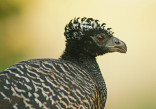 Sclater Hokko (Crax fasciolata), adult bird, female, Pantanal, Mato Grosso, Brazil, South America