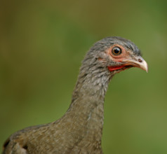 Bronze guan (Penelope obscura), Pantanal, Brazil, South America
