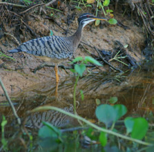 Sun rail (Eurypyga helias) Pantanal Brazil