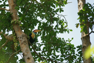 Helmeted Hornbill, Celebes Hornbill or Sulawesi Hornbill (Aceros cassidix), male, Indonesia