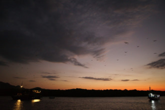 Flying foxes (Pteropodidae), Kalong Mangrove Island, Komodo National Park, Indonesia, Southeast